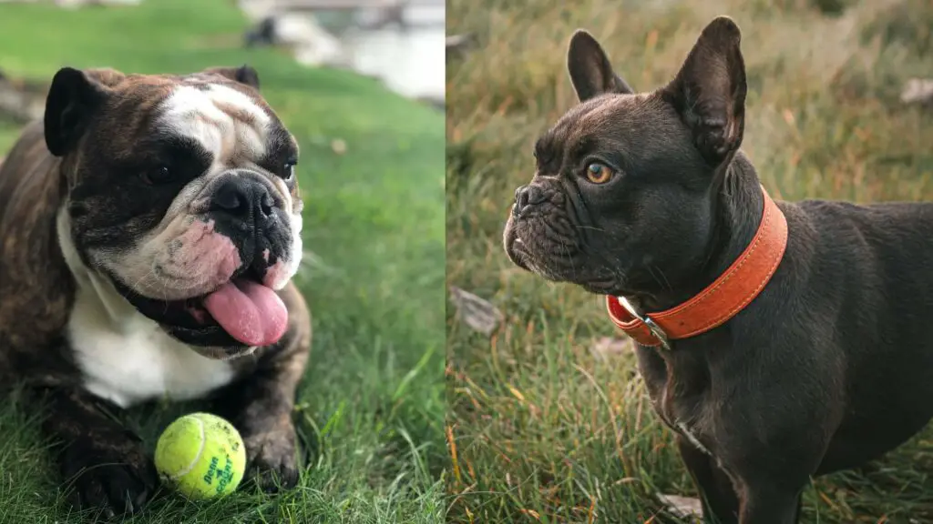 Best type shop of bulldog