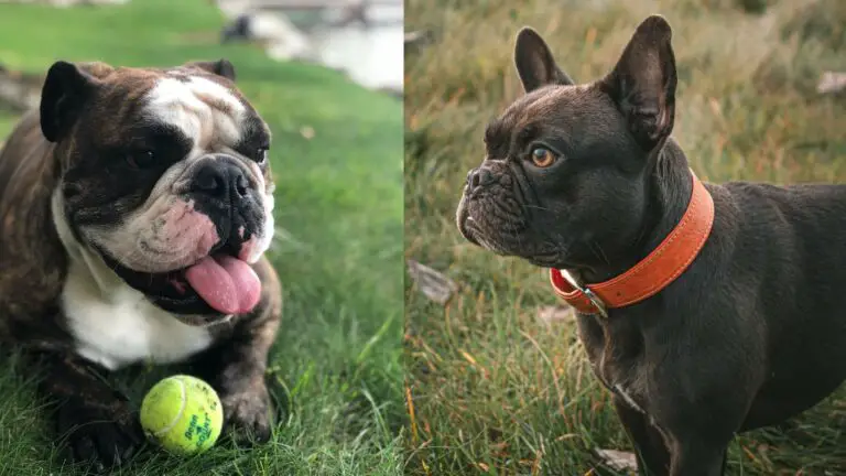 10 Adorable Types of Bulldog Breeds to Adopt