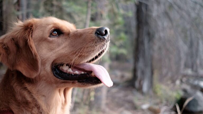 Can Dogs Eat Coconut? How to Feed It to Your Dog Safely