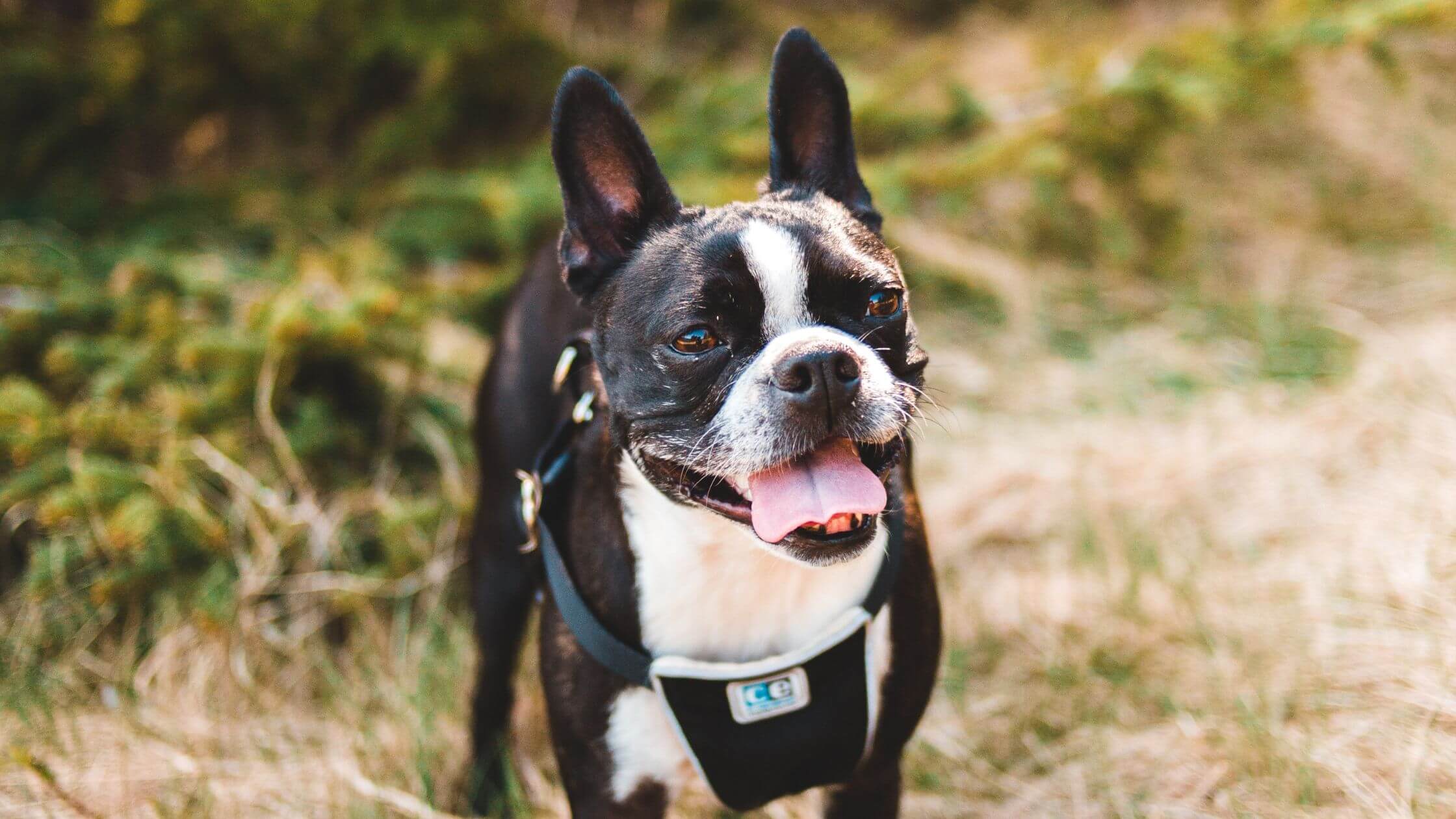 bee sting dog face