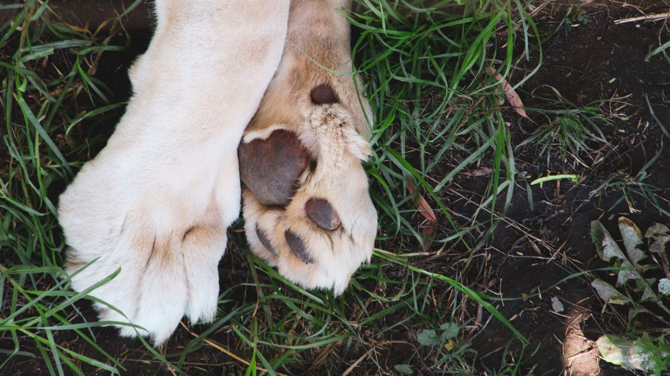 Nail Maintenance in Dogs and Positive Reinforcement — Toddler Tails