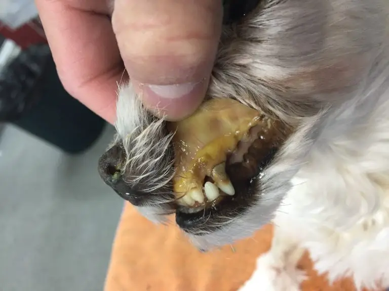 Healthy Dog Gums vs Unhealthy - Dog Gum Health You Need to Know 6 dog yellowgum Healthy Dog Gums vs Unhealthy - Dog Gum Health You Need to Know