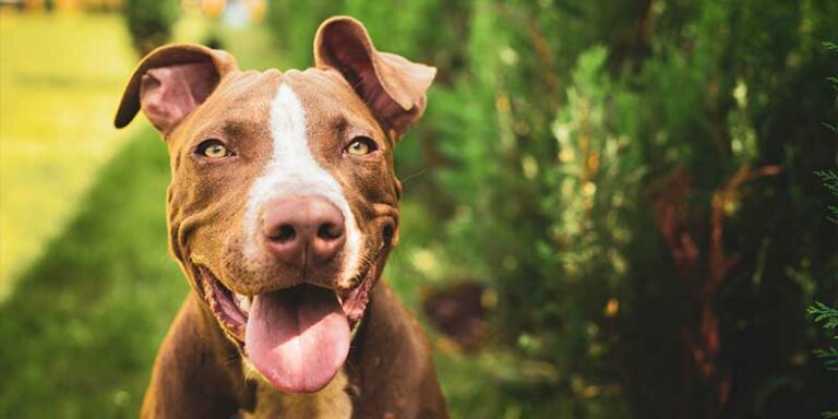 How to Potty Train a Pitbull Puppy – Step-By-Step Guide