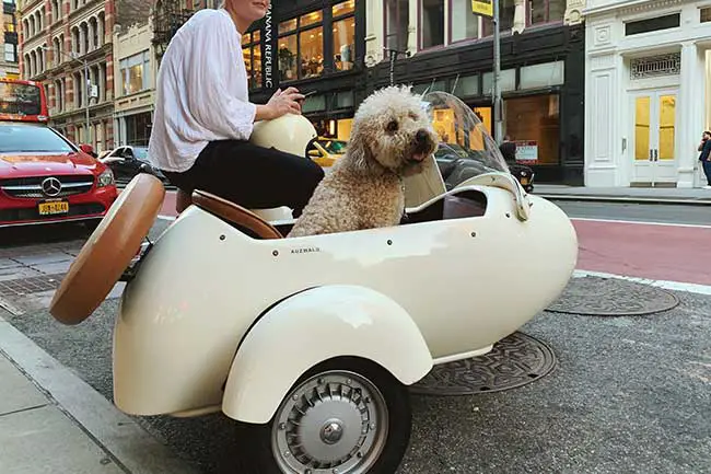 motorcycle-dog-rides