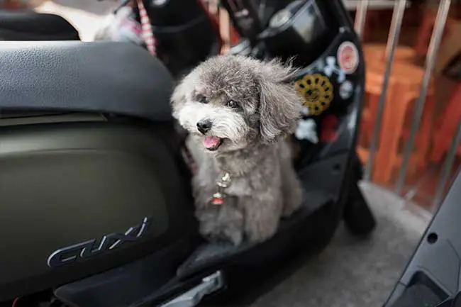 motorcycle-dog-traveling