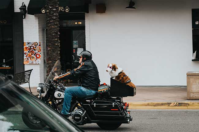motorcycle-dog01