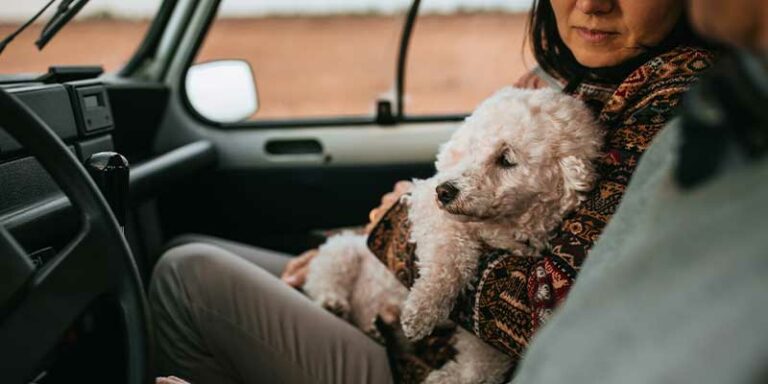 Surrendering a Dog: The Best Methods for Giving up Your Canine Companion