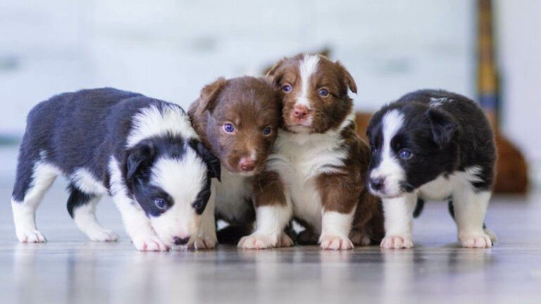 When Do Puppies Open Their Eyes? Things You Need to Know About Puppy Eyes Develop