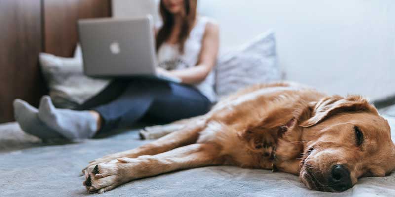 why-do-dogs-lay-on-your-feet