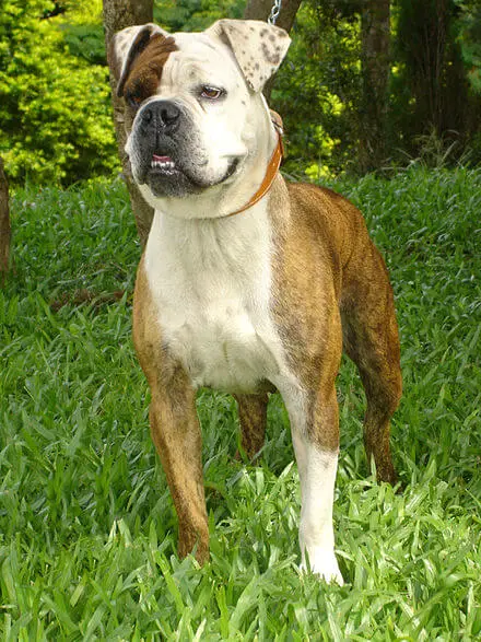 10 Adorable Types of Bulldog Breeds to Adopt 8 wikipedia.org wiki Serrano Bulldog 10 Adorable Types of Bulldog Breeds to Adopt