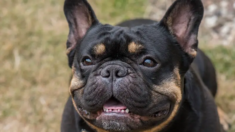 Black and Tan 10 Rare French Bulldog Colors Unveiled