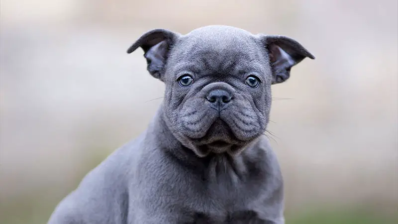 Blue French Bulldogs 10 Rare French Bulldog Colors Unveiled
