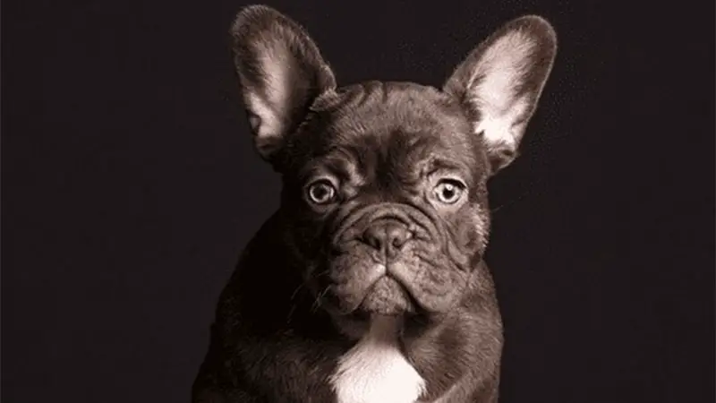 Chocolate Frenchie 10 Rare French Bulldog Colors Unveiled