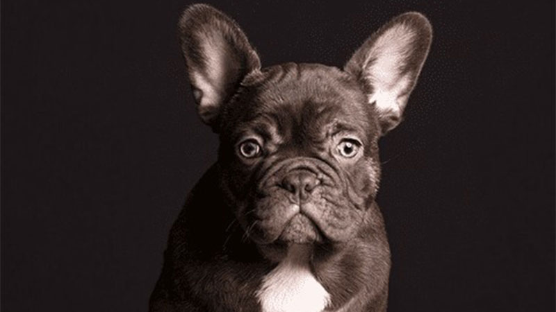 10 Rare French Bulldog Colors Unveiled 6 Chocolate Frenchie 10 Rare French Bulldog Colors Unveiled