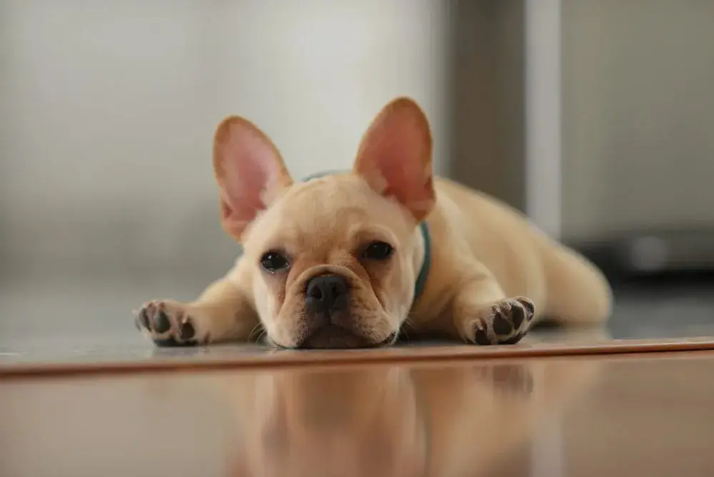 Cream online french bulldog