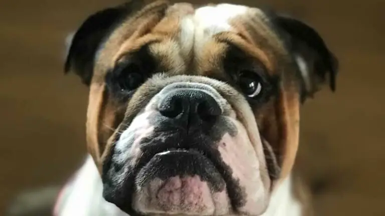 English Bulldog Skin Bumps Problems: How to Avoid Infections