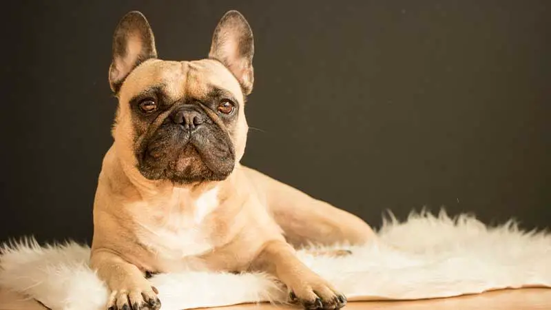 Fawn French Bulldog 10 Rare French Bulldog Colors Unveiled