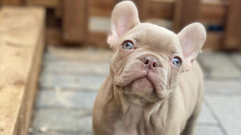 Isabella French Bulldog 10 Rare French Bulldog Colors Unveiled