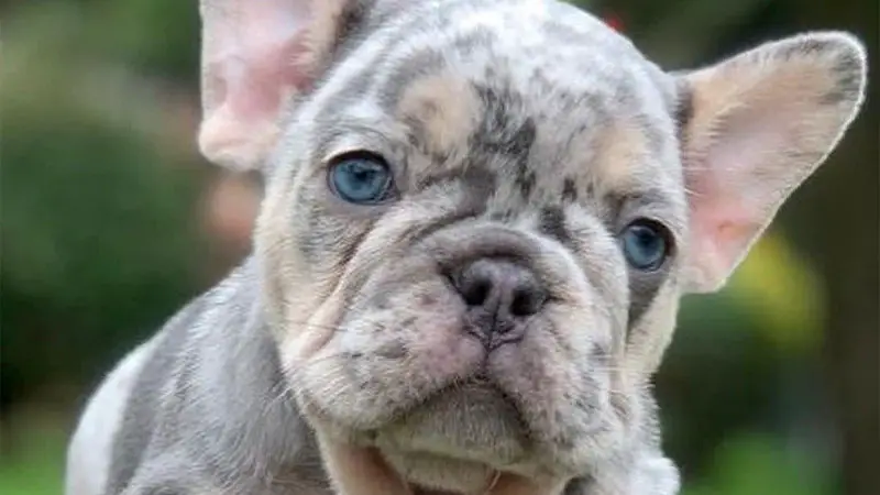 Lilac French Bulldog 10 Rare French Bulldog Colors Unveiled