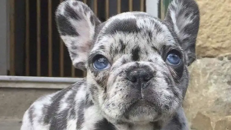 Merle French Bulldog 10 Rare French Bulldog Colors Unveiled