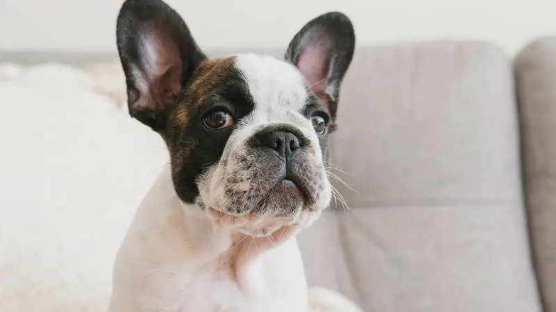Pied French Bulldogs 10 Rare French Bulldog Colors Unveiled