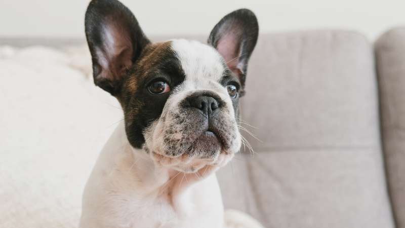 10 Rare French Bulldog Colors Unveiled 3 Pied French Bulldogs 10 Rare French Bulldog Colors Unveiled