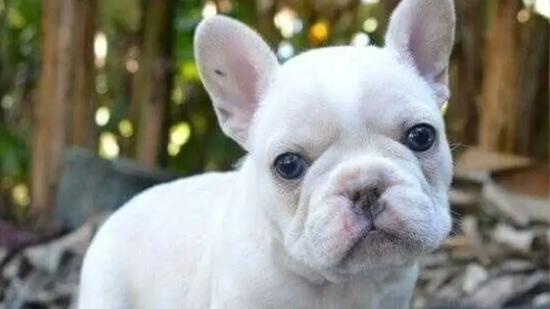 Untitled 1 10 Rare French Bulldog Colors Unveiled