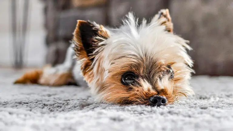 Why Do Dogs Scratch Carpet? Important Things You Must Know