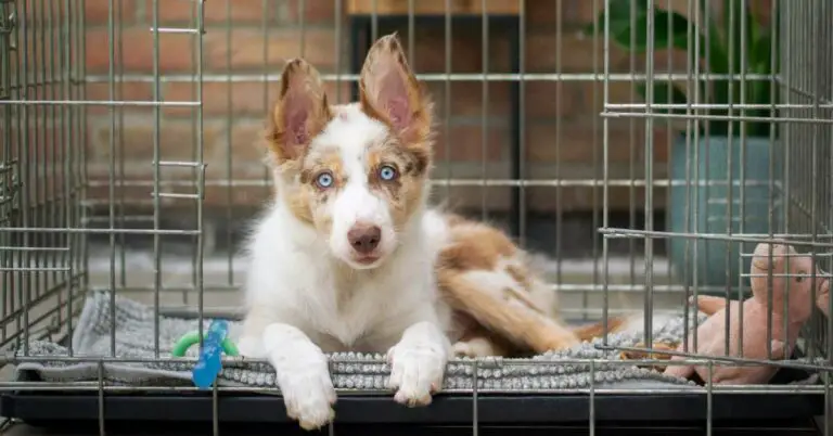 7 Best Metal Dog Crate: Keep Your Pooch Safe and Comfy with These Top-Rated Choices!