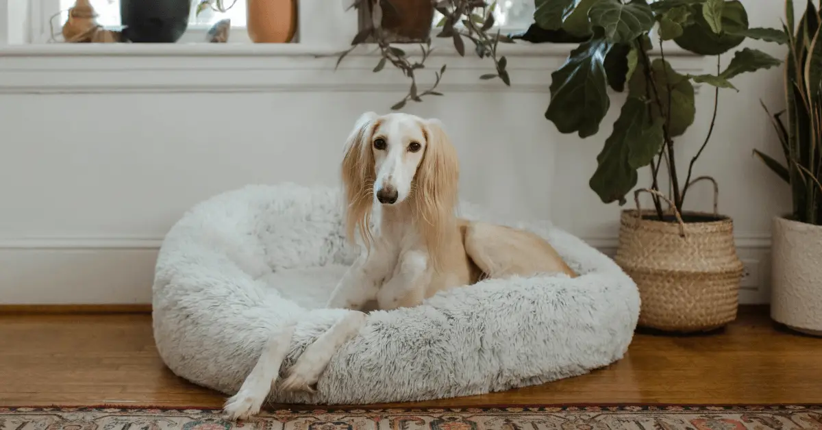 best washable dog bed