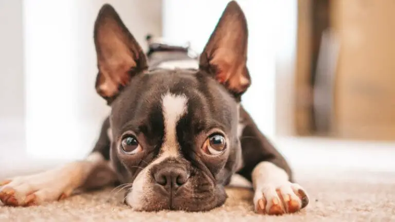 6 Best Wireless Dog Camera 2023 – Everything You Need To Know Before Buying