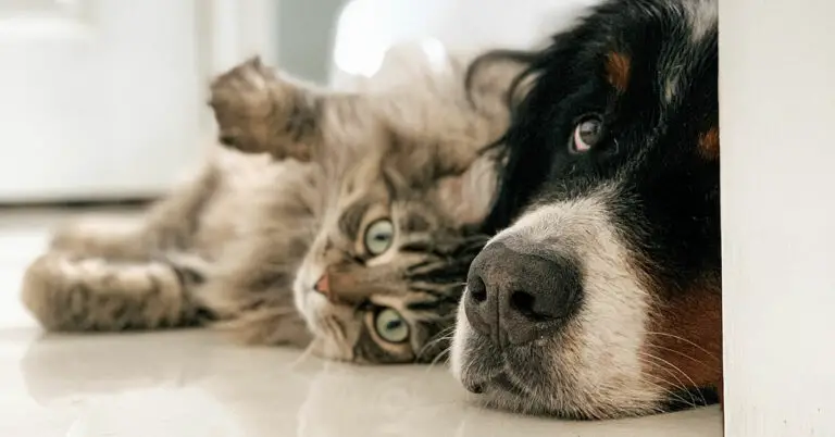 The Surprising Truth Can Dogs Eat Cat Food? Find Out Now
