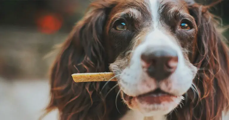 Discover the Truth: Can Dogs Eat Cat Treats Safely?