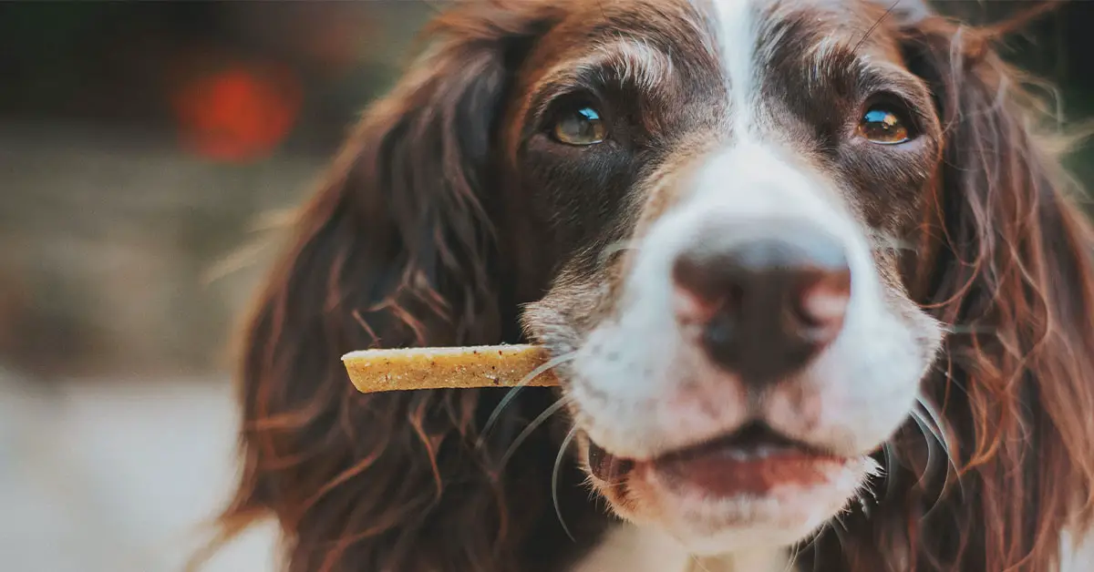 can-dogs-eat-cat-treats