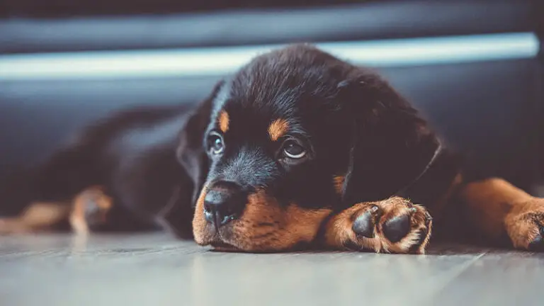 Do Rottweilers Shed? The Truth About Rottweiler Shedding and How to Manage It