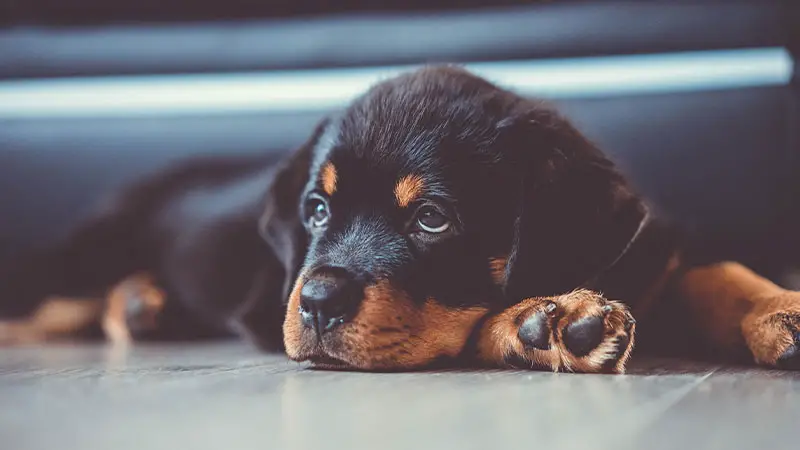 do-rottweilers-shed