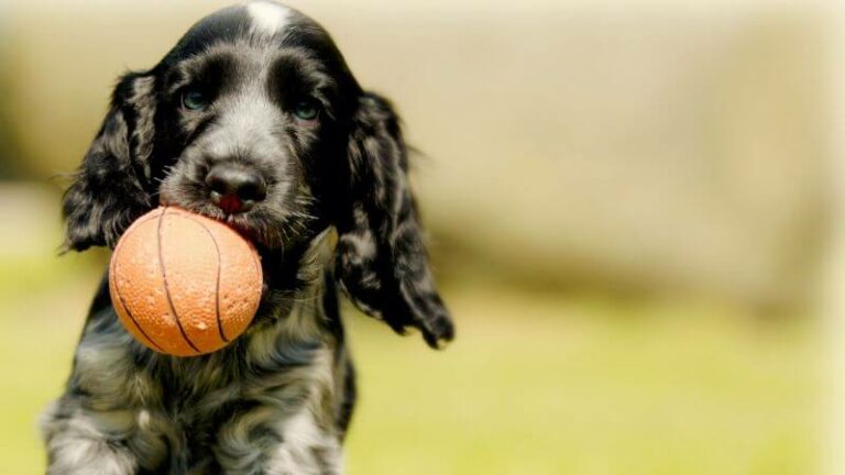 8 Best Dog Ball Launcher 2023 – Factors To Consider When Buying