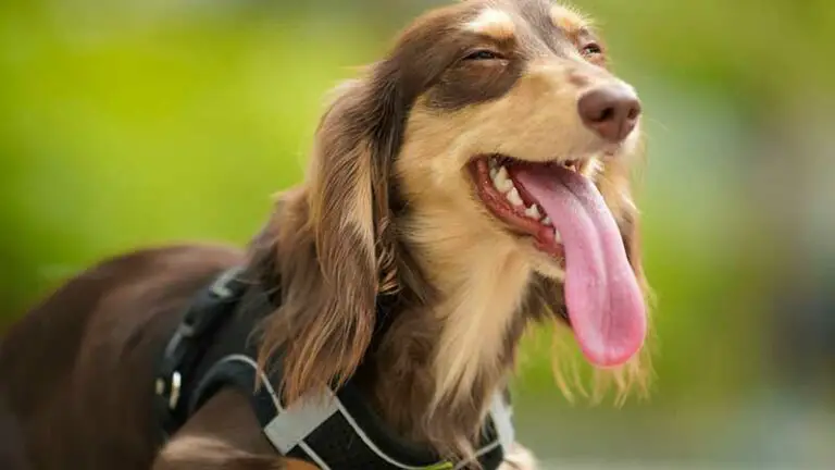 Dog Breathing Heavy? – Here’s What You Need To Know