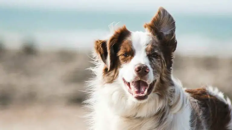 Is Your Dogs Back Legs Shaking? Discover the Surprising Reasons Why