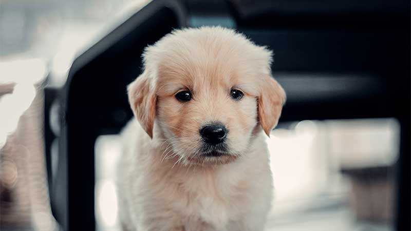 fluffy-golden-retriever