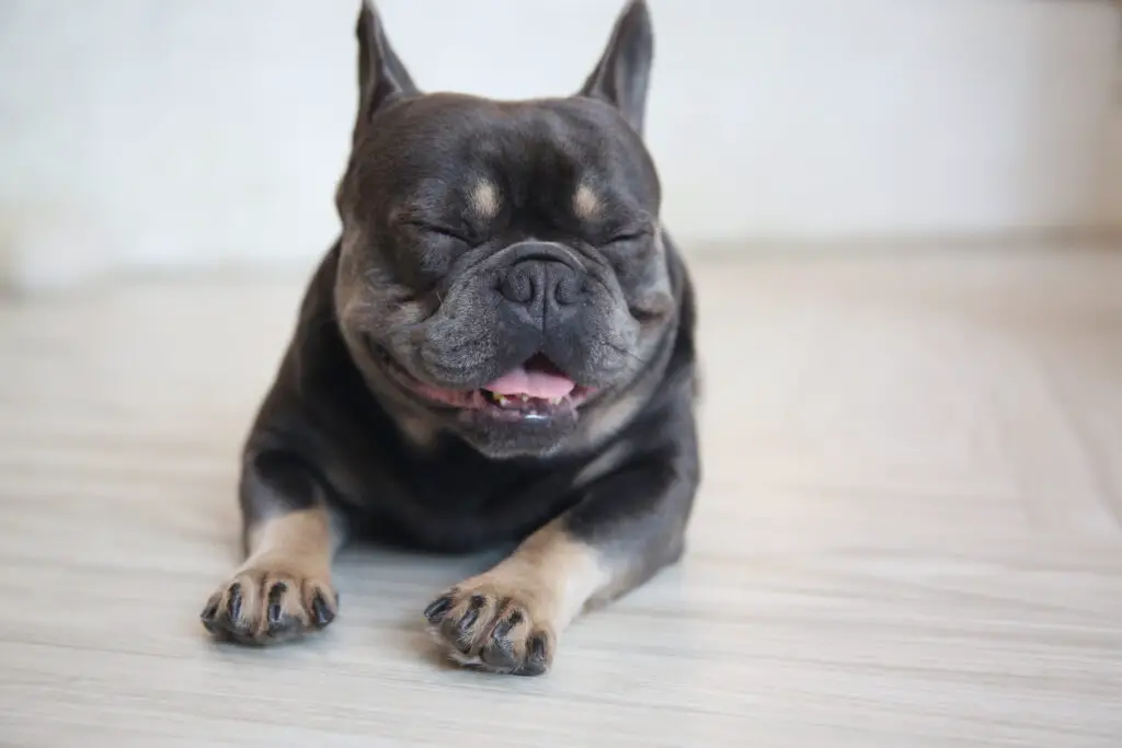 10 Rare French Bulldog Colors Unveiled 2 french bulldog brindle dog standing looking up 2022 07 12 05 42 25 utc 10 Rare French Bulldog Colors Unveiled