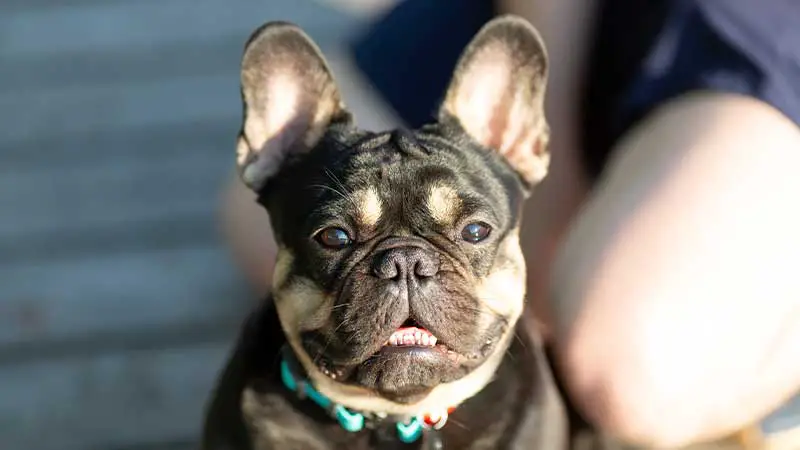 What is the Rarest Color of French Bulldog  