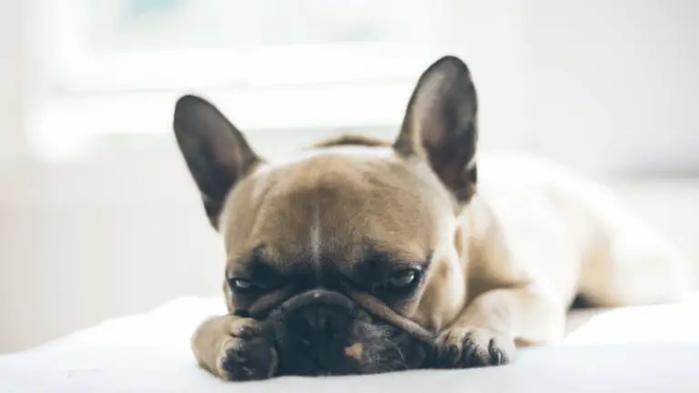 French Bulldog Health Issues & Concerns: Addressing Common Problems