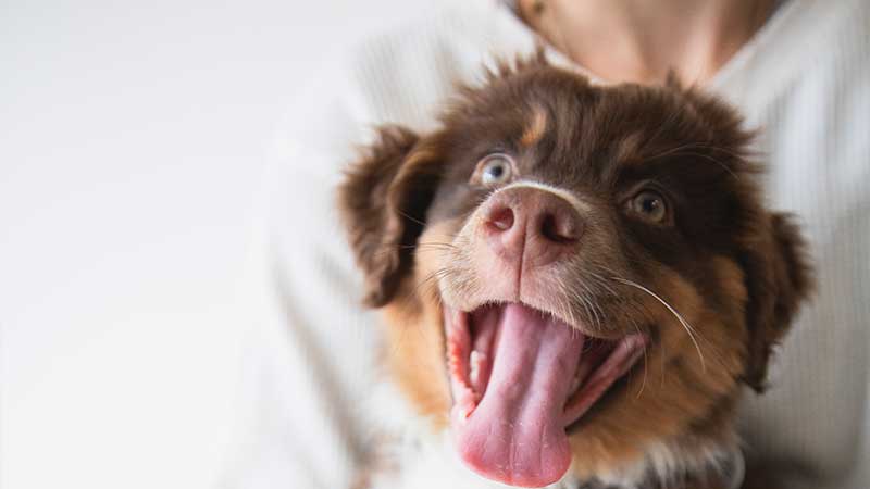 giardia-in-dogs