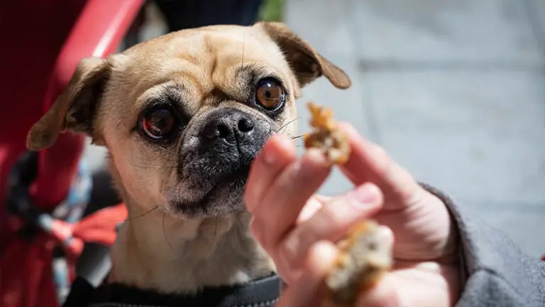 How Long Can A Dog Go Without Eating With Or Without Sickness