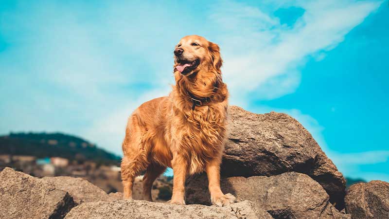 how-much-do-golden-retrievers-cost