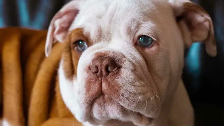 Price of a Bulldog: How Much Does a Puppy Cost?
