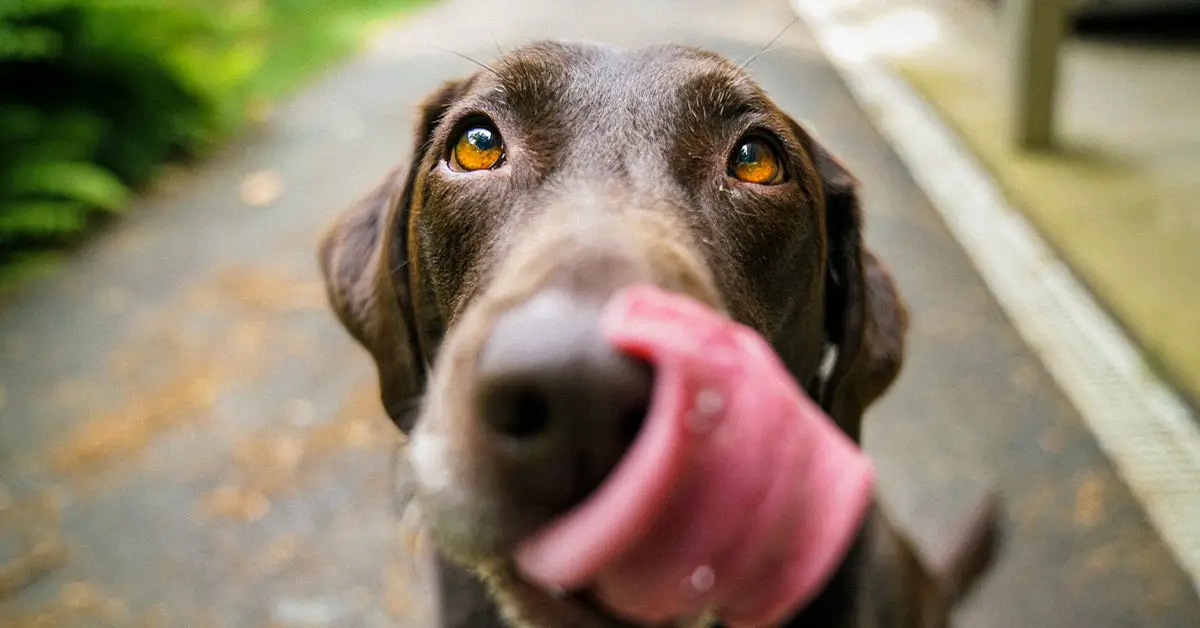 how-to-boil-chicken-for-dogs