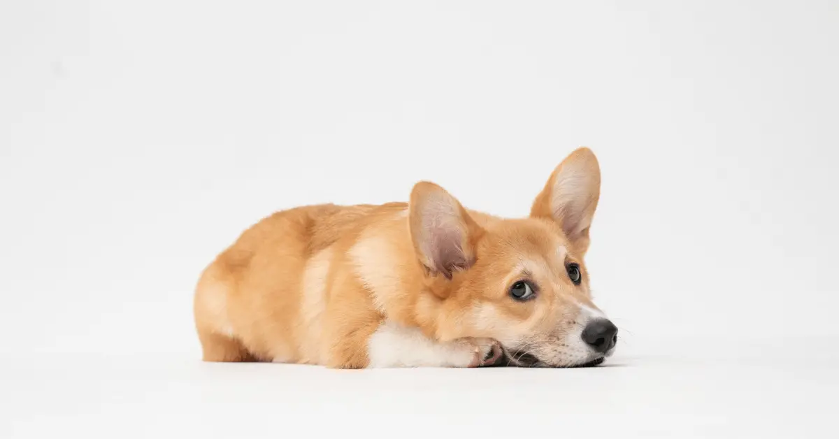 how to get rid of dog poop smell in house