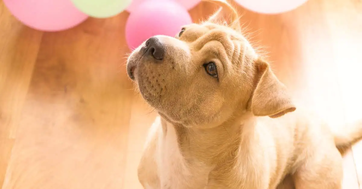 How to Prevent Dog Scratches on Wood Floors